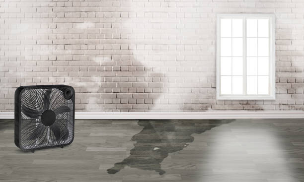 Best Professional water damage repair  in Oaklyn, NJ